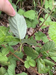 Rubus armeniacus