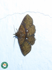Antapistis leucospila