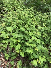 Rubus armeniacus