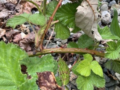 Rubus armeniacus