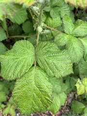 Rubus armeniacus