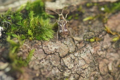 Ptinomorphus imperialis