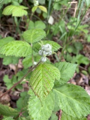 Rubus armeniacus