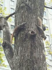 Sciurus carolinensis