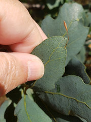 Andricus pedicellatus