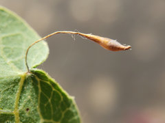 Andricus pedicellatus