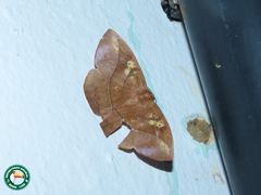 Microgonia perfulvata