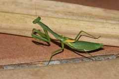 Stagmomantis nahua