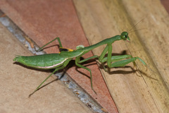 Stagmomantis nahua