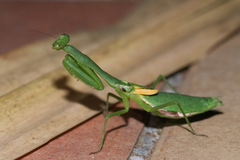 Stagmomantis nahua