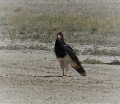 Daptrius megalopterus