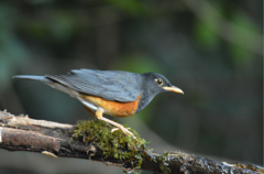 Turdus dissimilis