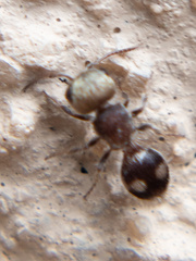 Pseudomethoca scaevolella