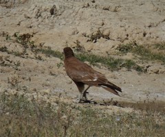 Daptrius megalopterus