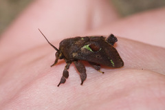 Euclea mesoamericana