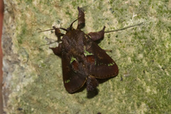 Euclea mesoamericana