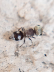Pseudomethoca scaevolella