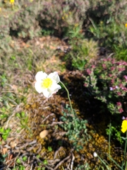 Thalictrum tuberosum