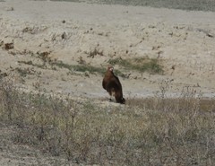 Daptrius megalopterus