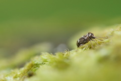 Ptinomorphus imperialis