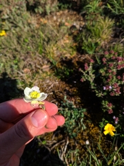Thalictrum tuberosum