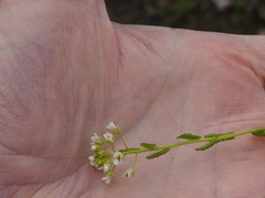 Thlaspi arvense
