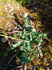 Thalictrum tuberosum