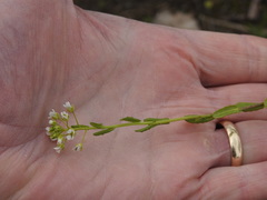 Thlaspi arvense