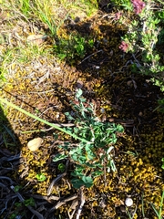 Thalictrum tuberosum