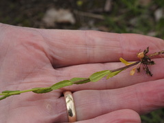Thlaspi arvense