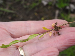 Thlaspi arvense