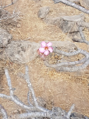 Adenium obesum