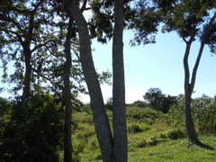 Albizia inundata