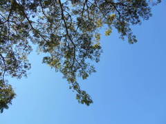 Albizia inundata