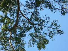 Albizia inundata