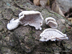 Schizophyllum commune