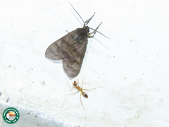 Dialeucias violascens