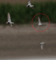Calidris minuta