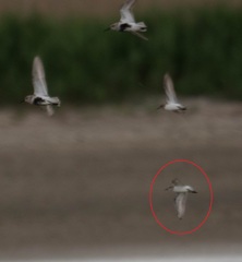 Calidris minuta