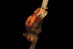 Dendropsophus miyatai