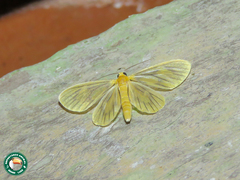 Oncopus citrosa