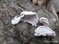 Schizophyllum commune