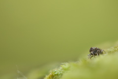 Ptinomorphus imperialis