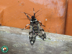 Hyaleucerea vulnerata