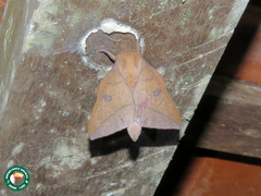 Adeloneivaia subangulata