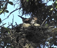 Pyrocephalus rubinus