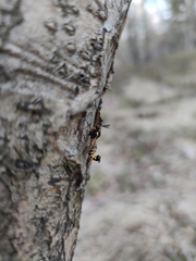 Ctenophora flaveolata