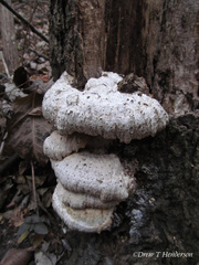 Pseudospongipellis unicolor