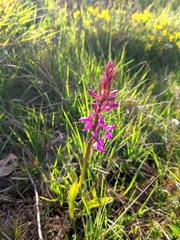 Orchis mascula laxifloriformis