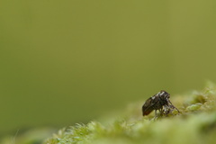 Ptinomorphus imperialis